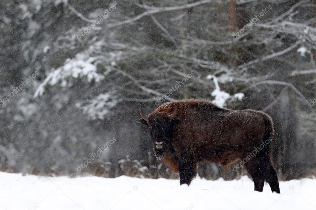 European bison in the winter forest