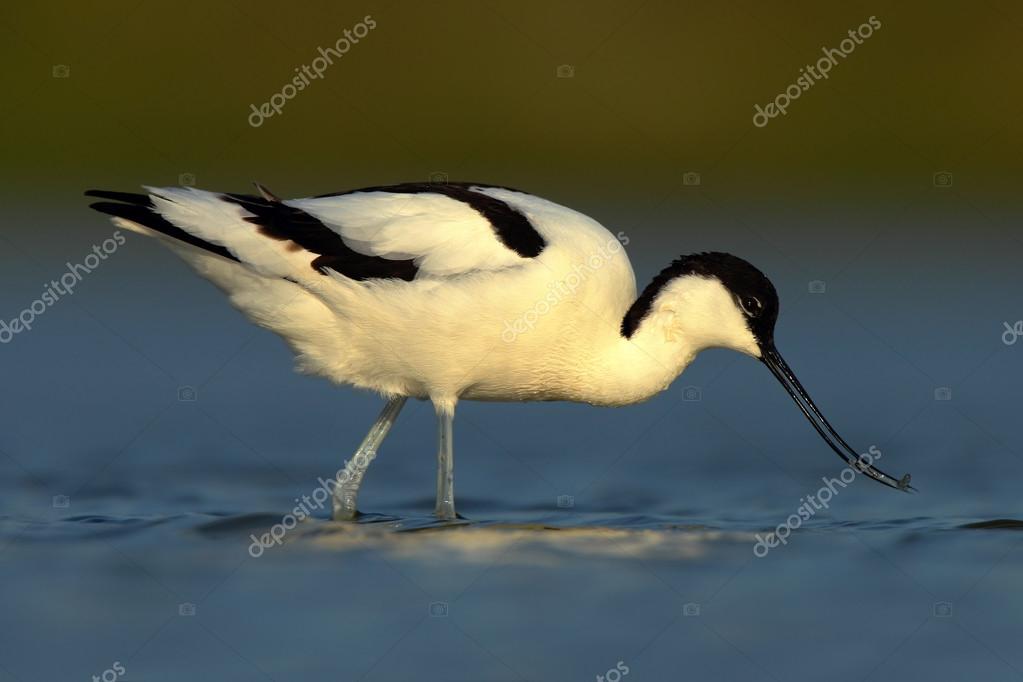 Oiseaux Deau Noir Et Blanc Photographie Ondrejprosicky