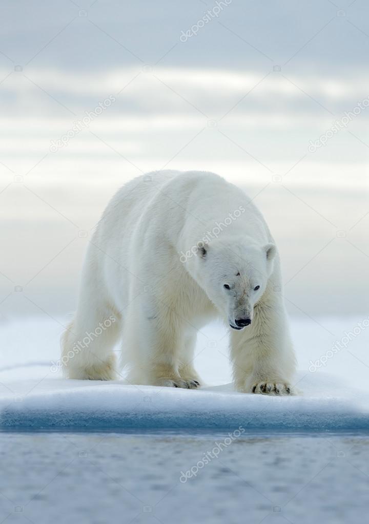 Big white polar bear