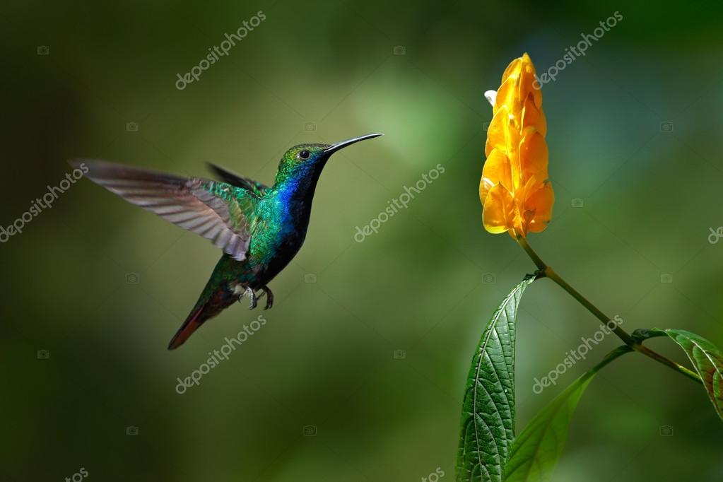 Colibri Images Libres De Droit Photos De Colibri Depositphotos Colibri Images Libres De Droit Photos De Colibri Depositphotos
