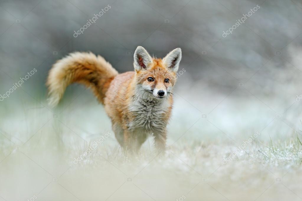 Running Red Fox — Stock Photo © OndrejProsicky #102976334