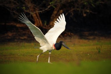 Jabiru mycteria, black and white bird
