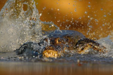 Timsah Nehri yüzeyi