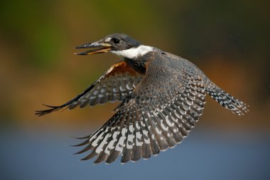 Flying bird Ringed Kingfisher clipart