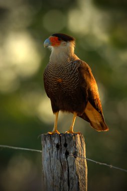 Portrait of Caracara plancus