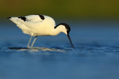 Doğa ortamlarında alaca kılıçgaga 