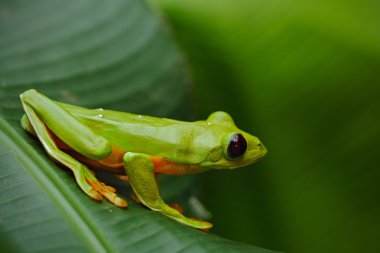 Uçan Yaprak Kurbağası (Agalychnis spurrelli) 
