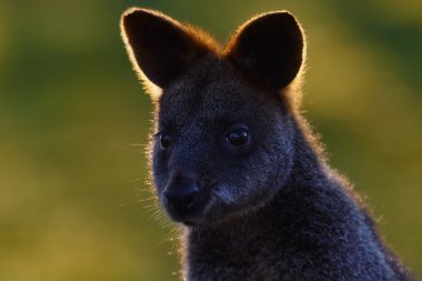 Swamp wallaby, Wallabia bicolor  clipart