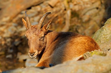 Batı beyaz tur, Capra caucasica 