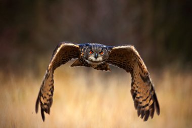 Avrasya kartal baykuş bubo bubo 