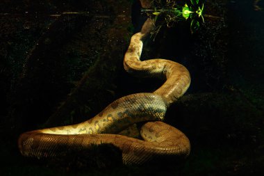 Green anaconda in the dark water clipart