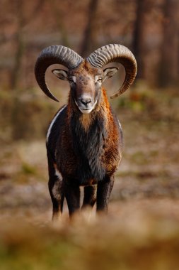Mouflon with big horns clipart