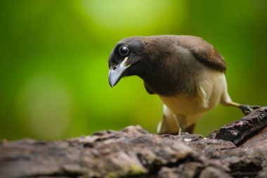 bird from green Costa Rica forest clipart