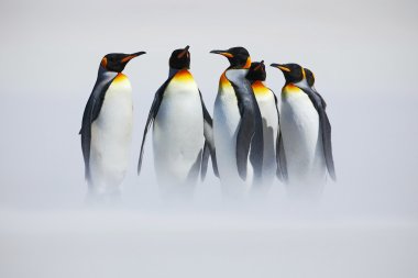Group of King penguins clipart