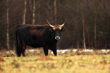 Aurochs, Bos primigenius primigenius