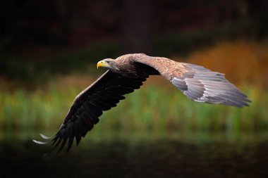 Ak kuyruklu kartal