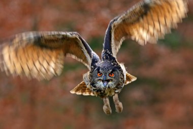 Çim çayıraçık kanatları ile Uçan kuş, yüz yüze saldırı sinek portre, arka planda turuncu orman, Avrasya Kartal Baykuş, Bubo bubo, doğa habitat büyük gözlü hayvan, Norveç