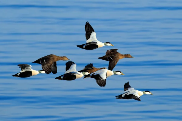 Patos selvagens em voo — Fotografia de Stock