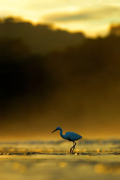 Snowy egret, drzewa Thuja egretta — Zdjęcie stockowe