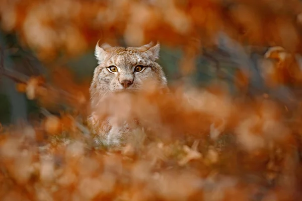 Ευρασιατικός λύγκας, πορτρέτο της άγριας — Φωτογραφία Αρχείου