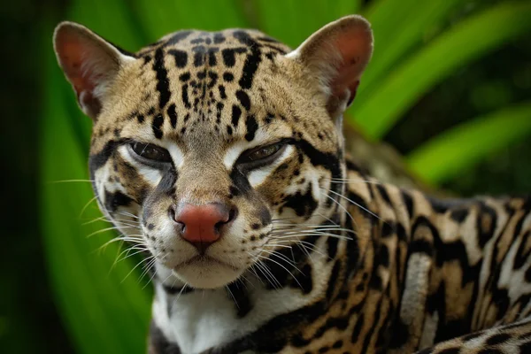 Retrato de detalhe de ocelot, agradável — Fotografia de Stock