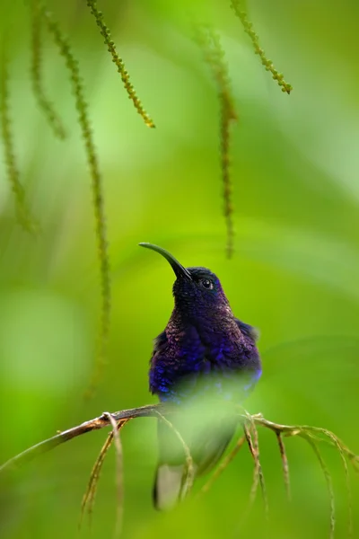 Violett Sabrewing i den gröna skogen — Stockfoto