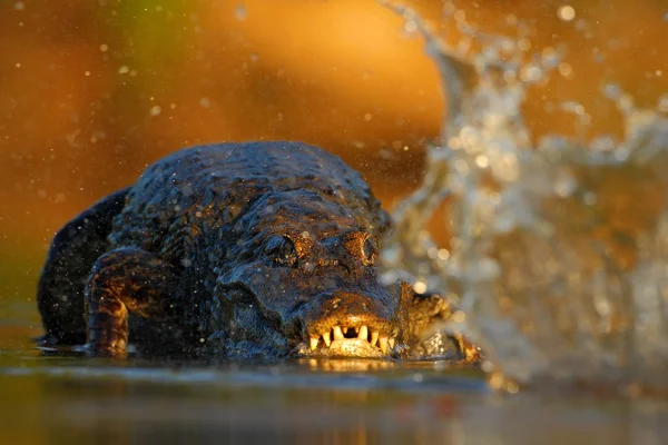 Krokodil in der Flussoberfläche — Stockfoto