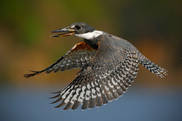 Oiseau volant Kingfisher annelé — Photo