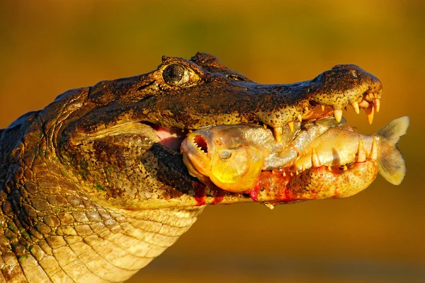 Krokodil met vis in de snuit — Stockfoto