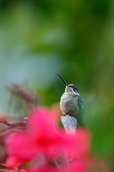 Prachtvoller Kolibri in der roten Blume — Stockfoto