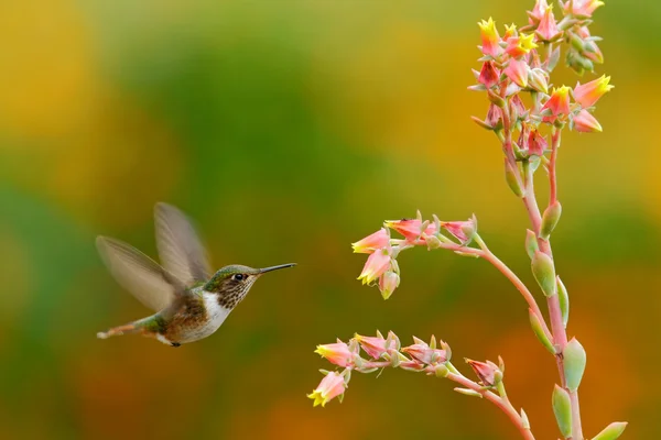 Scintillant kolibrie voeding — Stockfoto