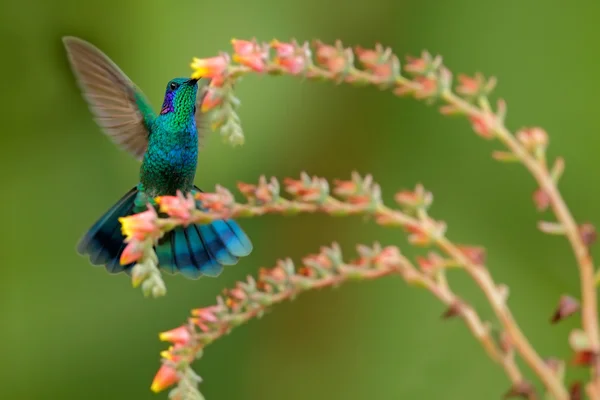 Hummingbird Verde Orecchio viola — Foto Stock