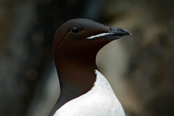 Brunnich's Guillemot, Uria lomvia — Stockfoto