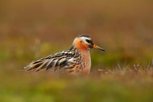 灰色只矶鹞之类，phalaropus fulicarius — 图库照片