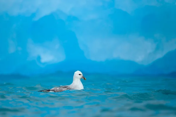 Északi sirályhojsza, (Fulmarus glacialis) — Stock Fotó