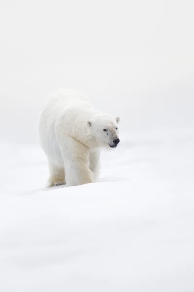 Grande orso polare su ghiaccio alla deriva — Foto Stock