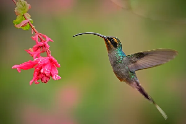 Hummingbird with long beak — Stock Photo, Image