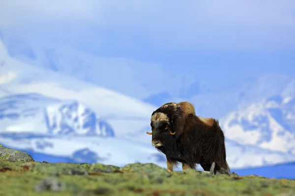 山与雪的麝牛 — 图库照片