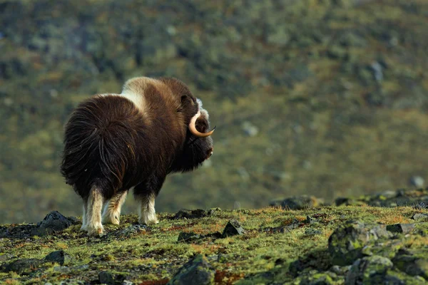 Musk Ox com montanha e neve — Fotografia de Stock