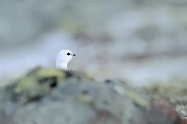 Ptarmigan, Lagopus mutus — Stockfoto