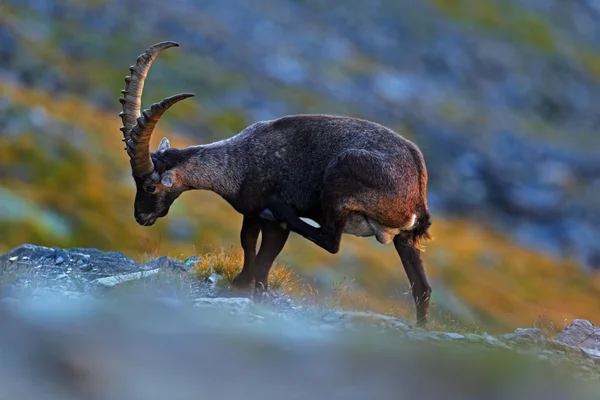 Antler Alpine Ibex