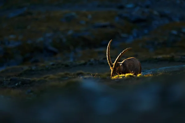 Ibex, chifre animal alpino — Fotografia de Stock