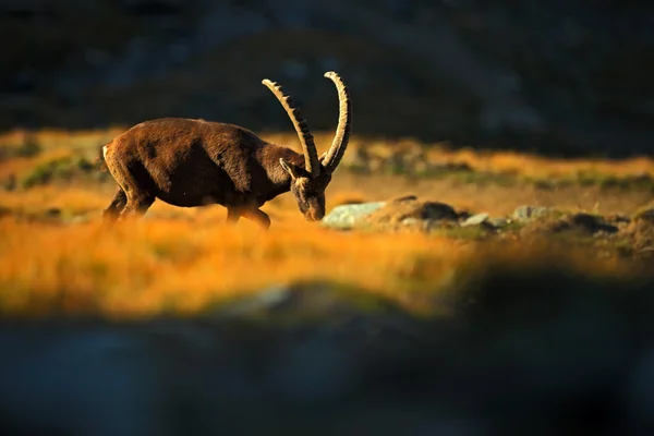 Ibex, antler alpine animal — Stock Photo, Image