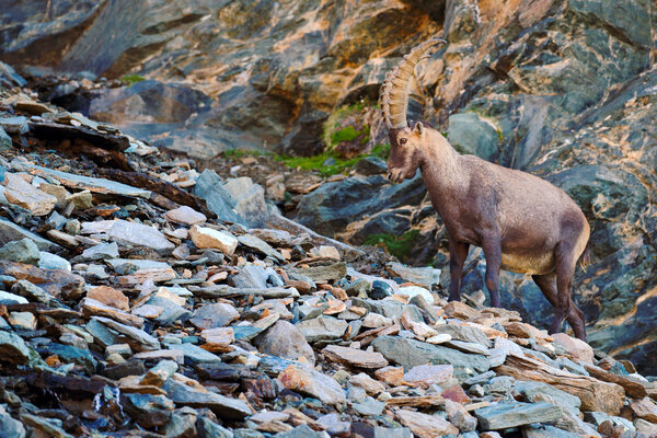 Antler Alpine Ibex