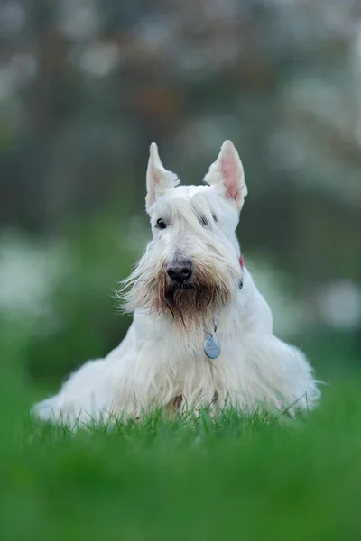 Schotse terriër, wit, Wheaten cute — Stockfoto