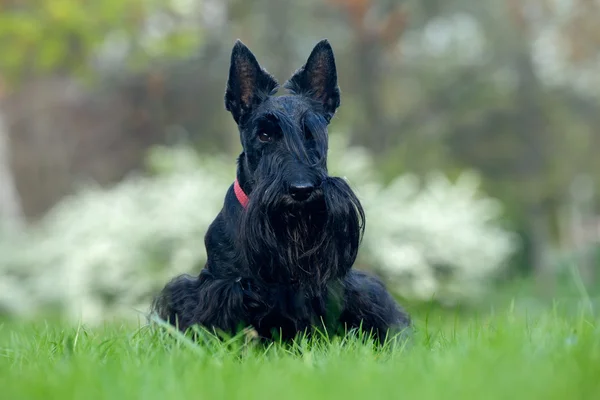 Lindo retrato de Terrier escocés negro — Foto de Stock