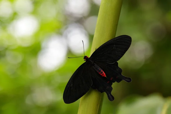 Mariposa negra sentada en rama verde — Foto de Stock