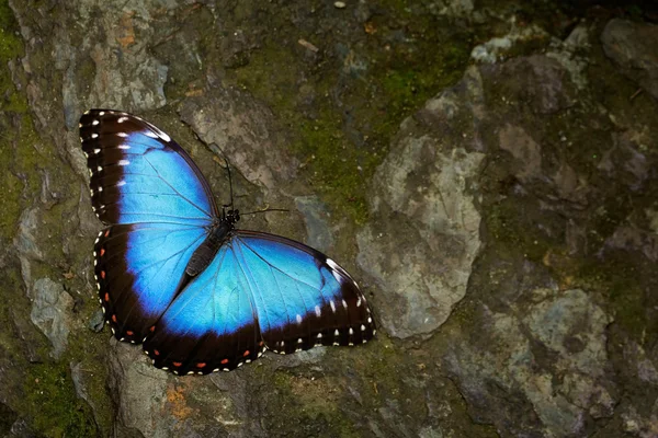 Morpho motýl modrý — Stock fotografie