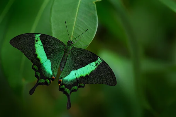 Green swallowtail butterfly — Stock Photo, Image