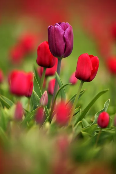 Rode mooie tulpen — Stockfoto